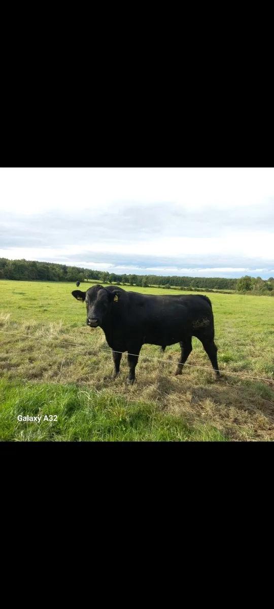 PB angus bulls - Image 2