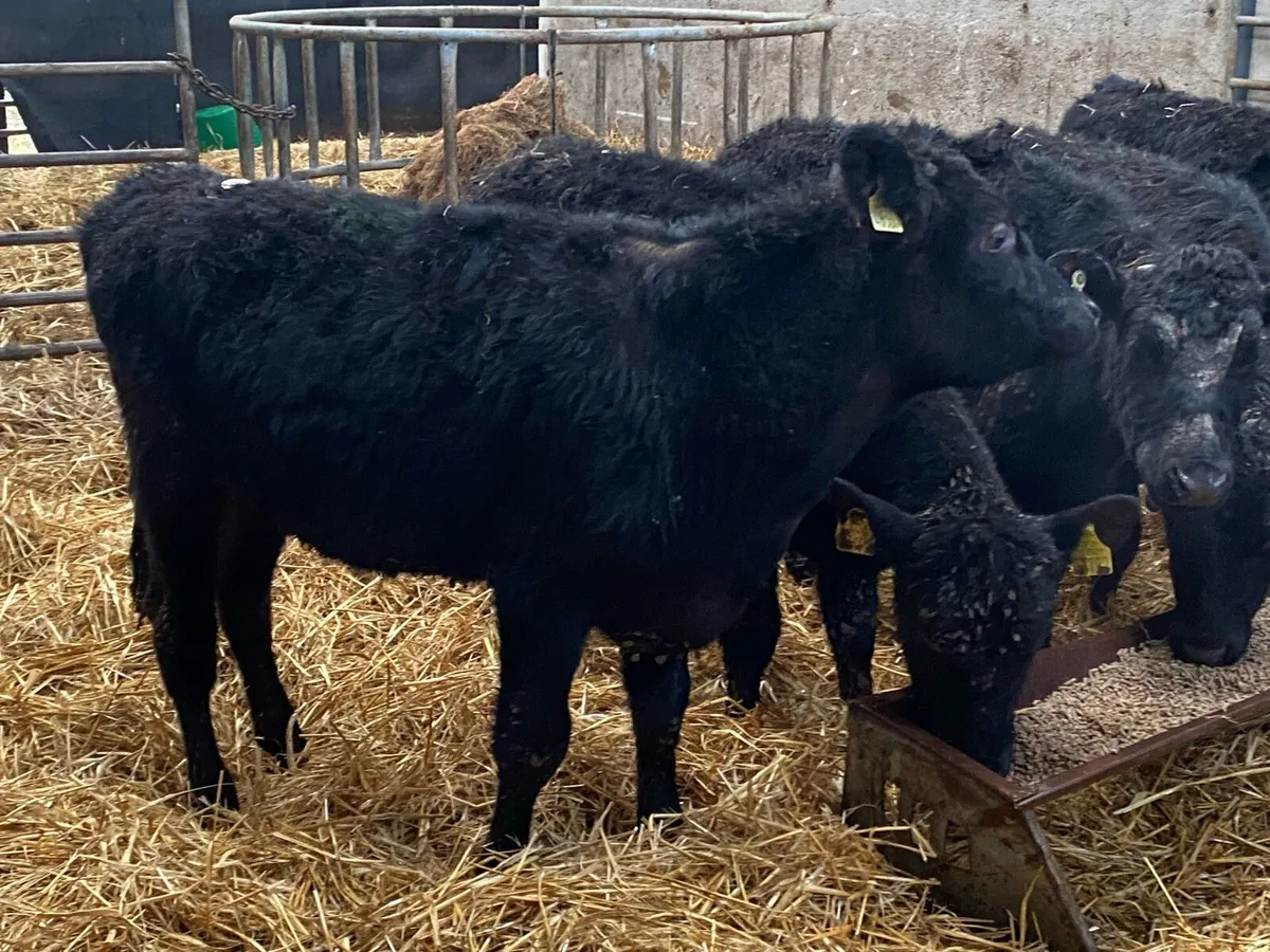 9 Angus Bullocks @ Lissava Livestock - Image 1