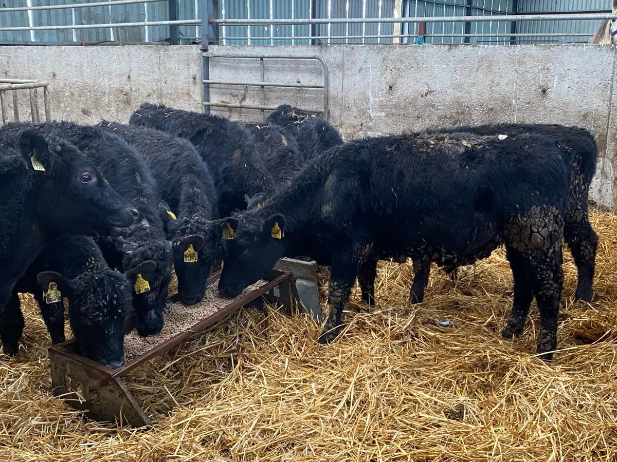 9 Angus Bullocks @ Lissava Livestock - Image 2