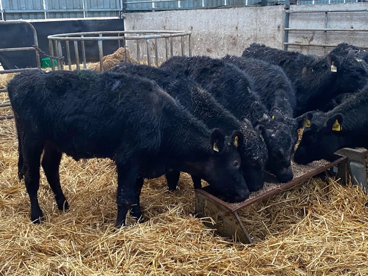 9 Angus Bullocks @ Lissava Livestock - Image 3