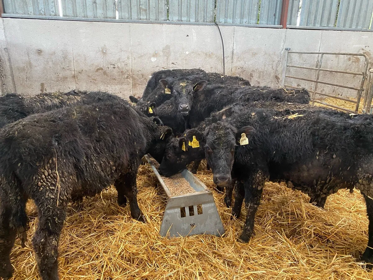 9 Angus Bullocks @ Lissava Livestock - Image 4