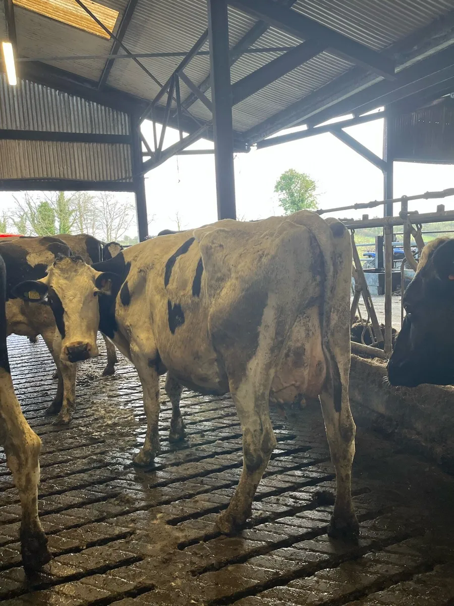 10 PBR May/June Calving Cows - Image 3