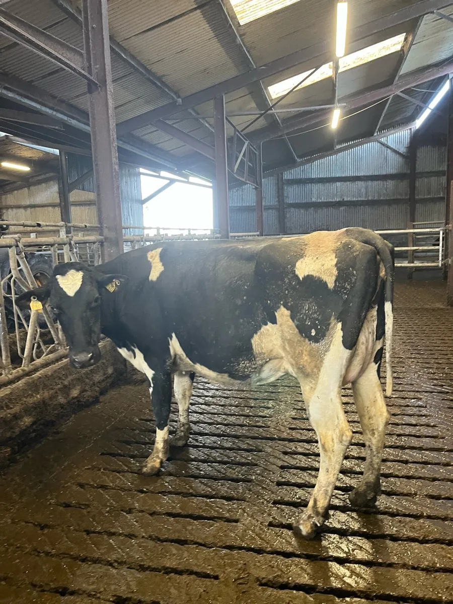 10 PBR May/June Calving Cows - Image 2