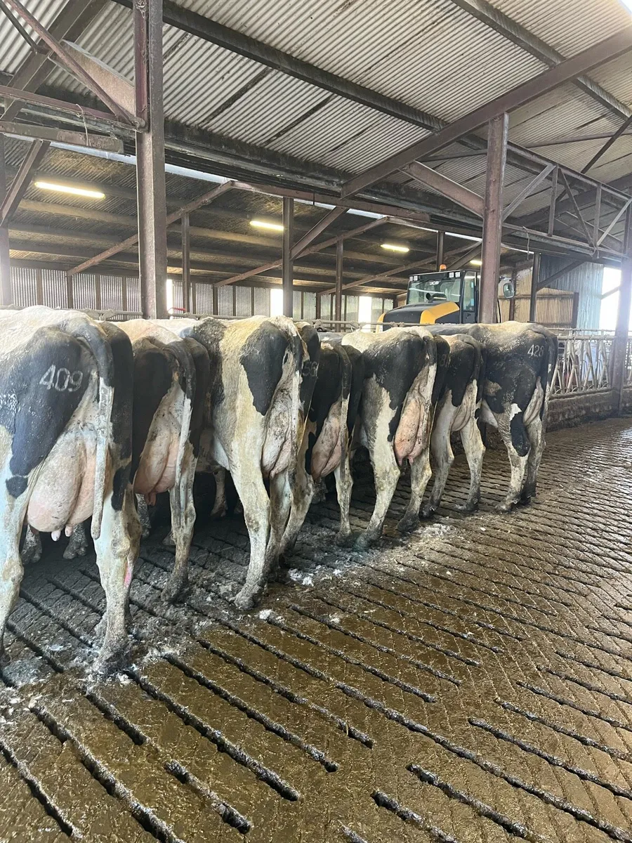 10 PBR May/June Calving Cows - Image 1