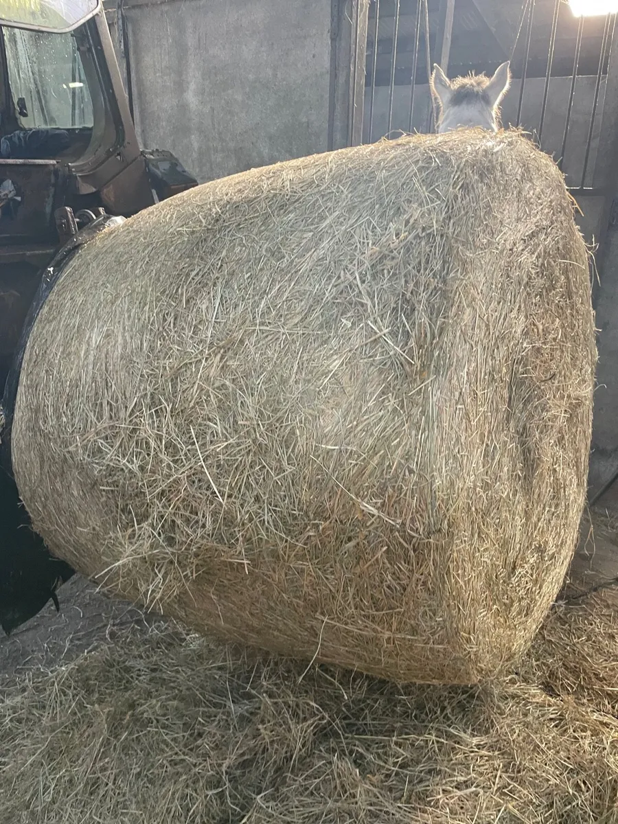 Haylage for sale - Image 2