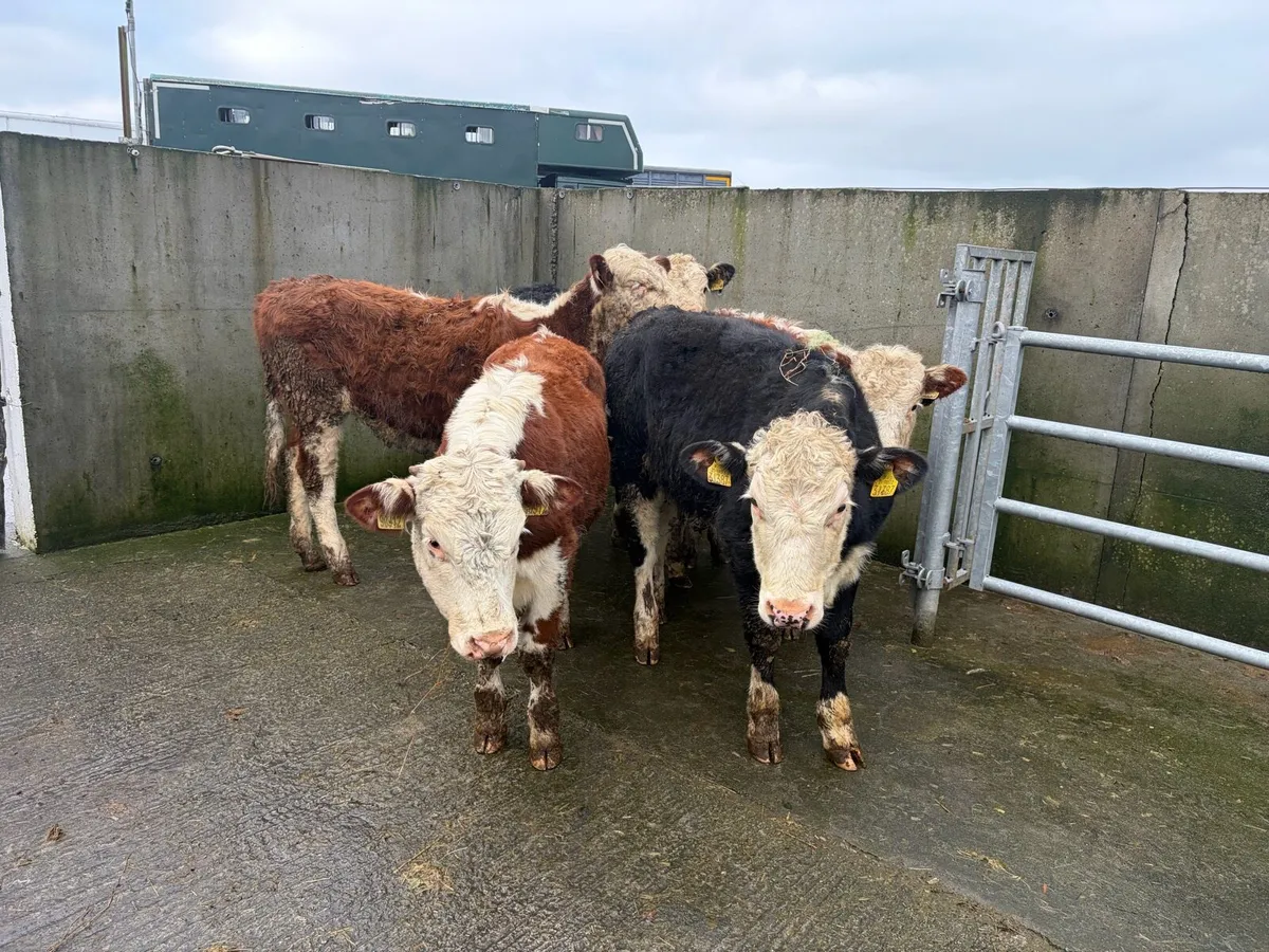 6 Super Hereford Heifer For sale - Image 3