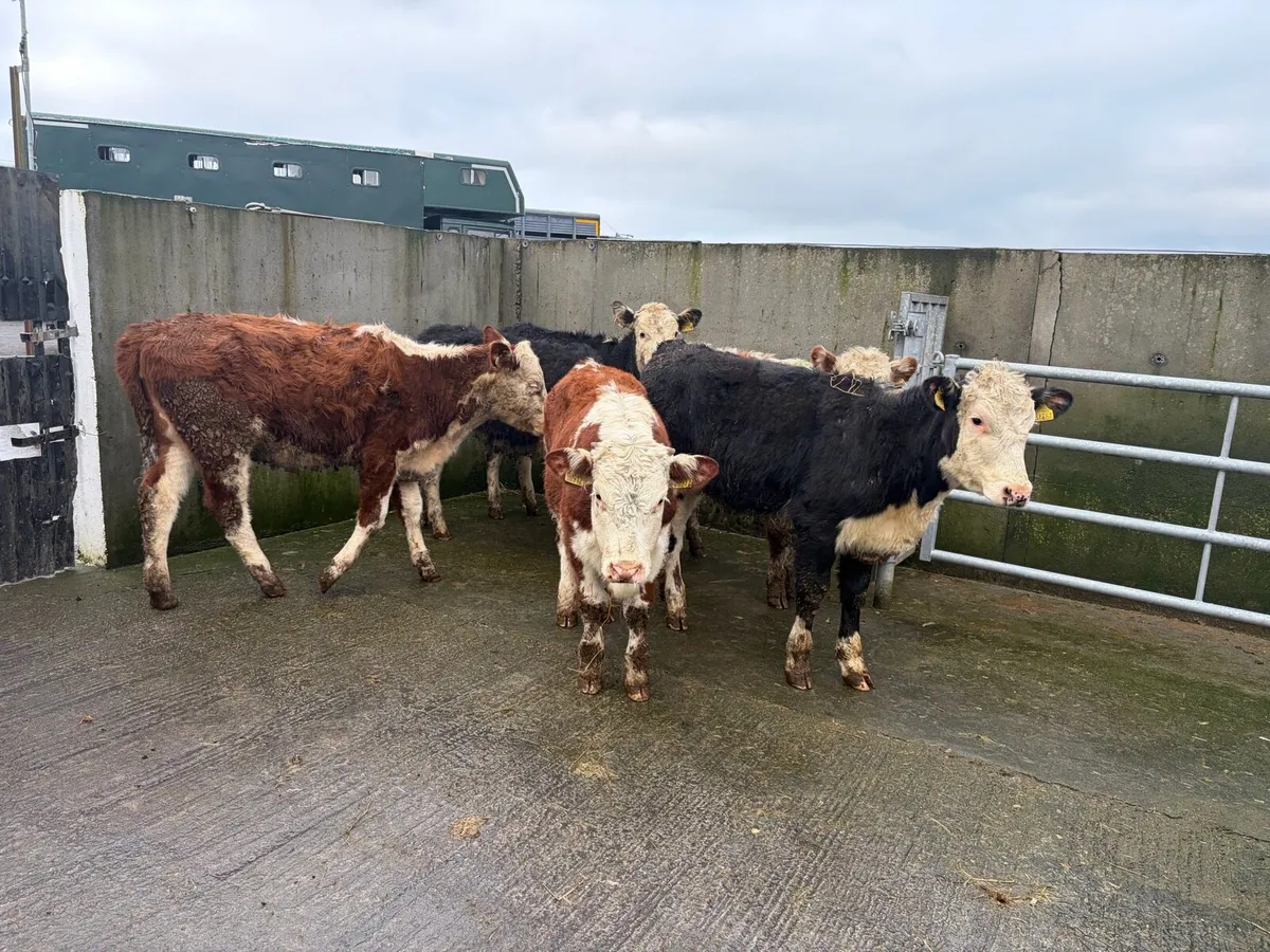 6 Super Hereford Heifer For sale - Image 2