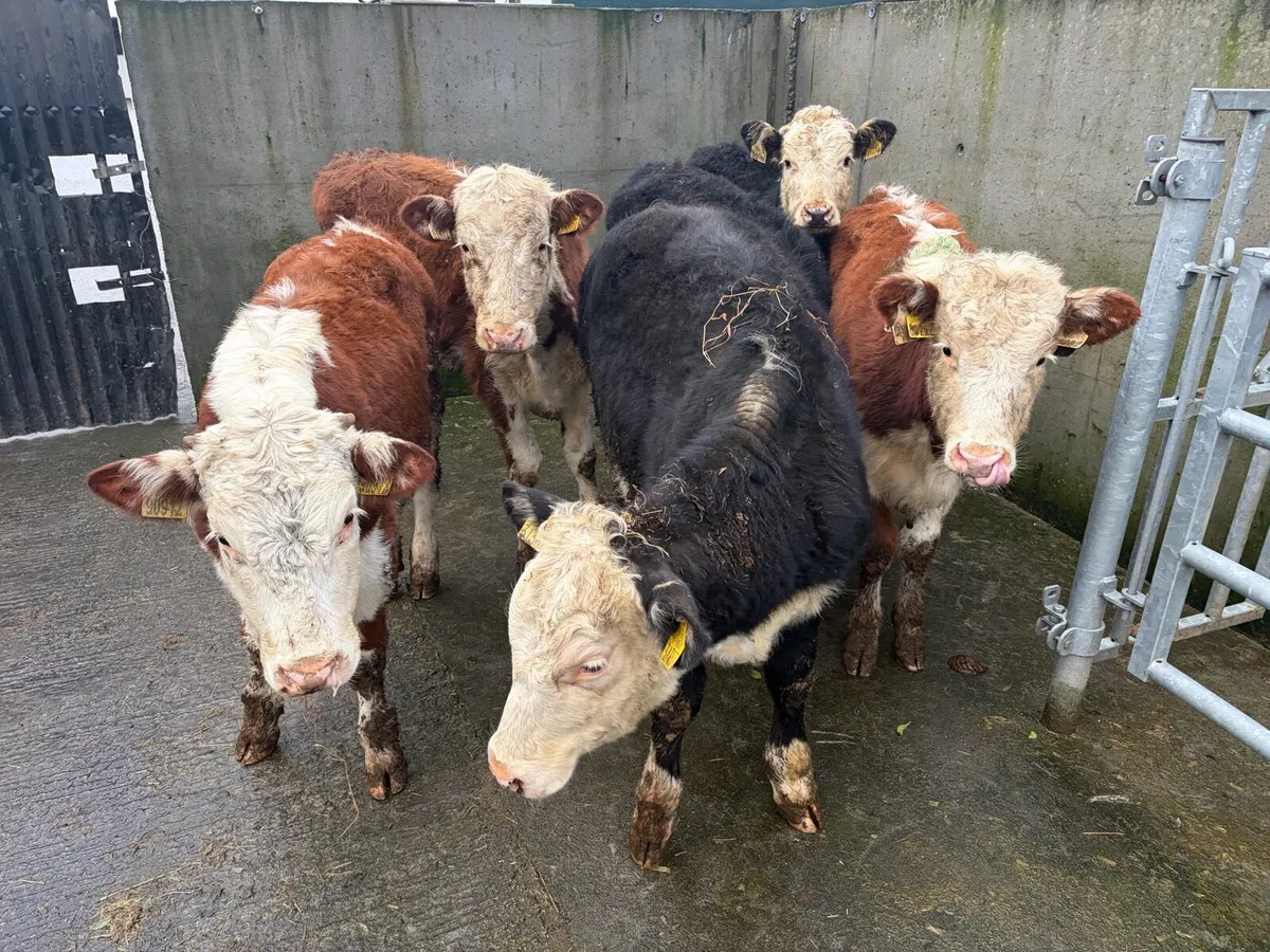 6 Super Hereford Heifer For sale - Image 4