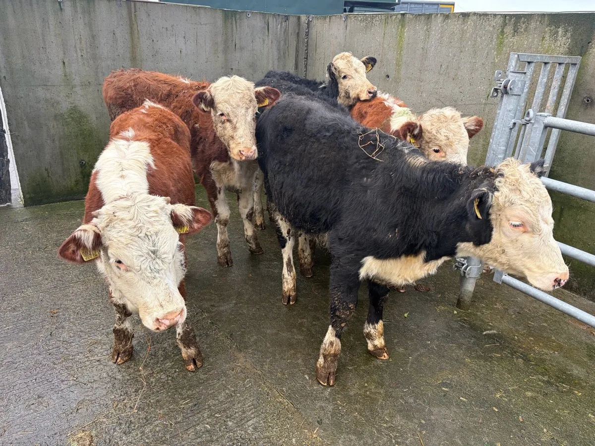 6 Super Hereford Heifer For sale - Image 1