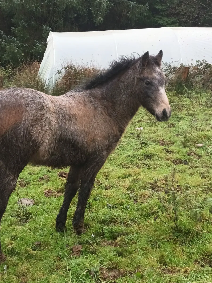 2 Smasing Connemara colt Foals - Image 3