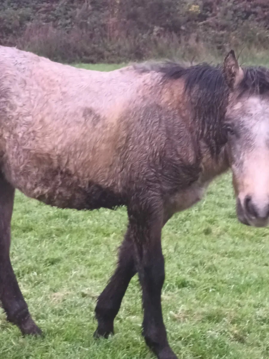 2 Smasing Connemara colt Foals - Image 4