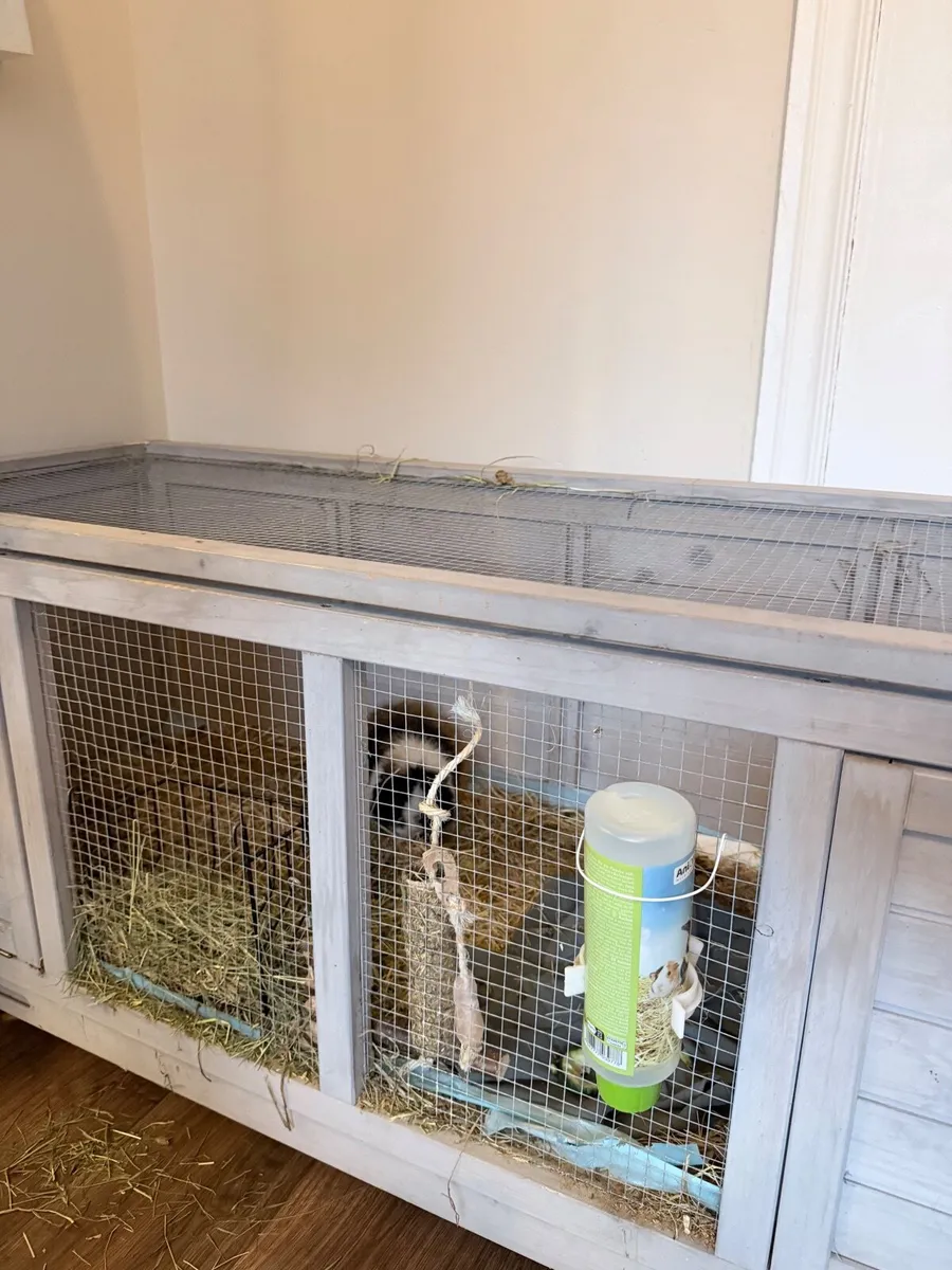 Guinea pig hutch - Image 2