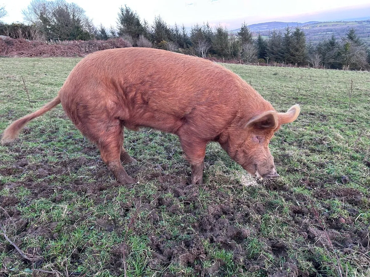 Organic Breeding Tamworth Boar - Image 1