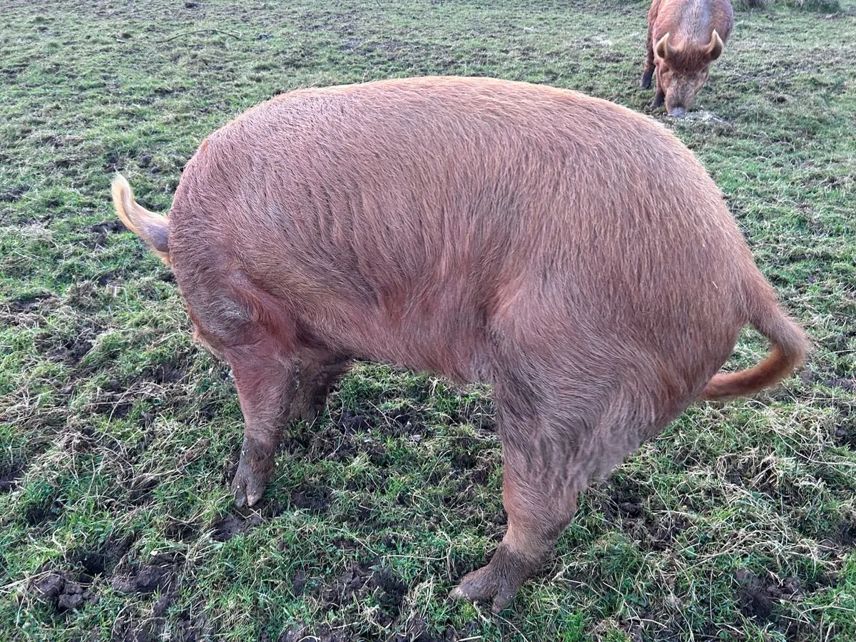 Organic Breeding Tamworth Boar - Image 2