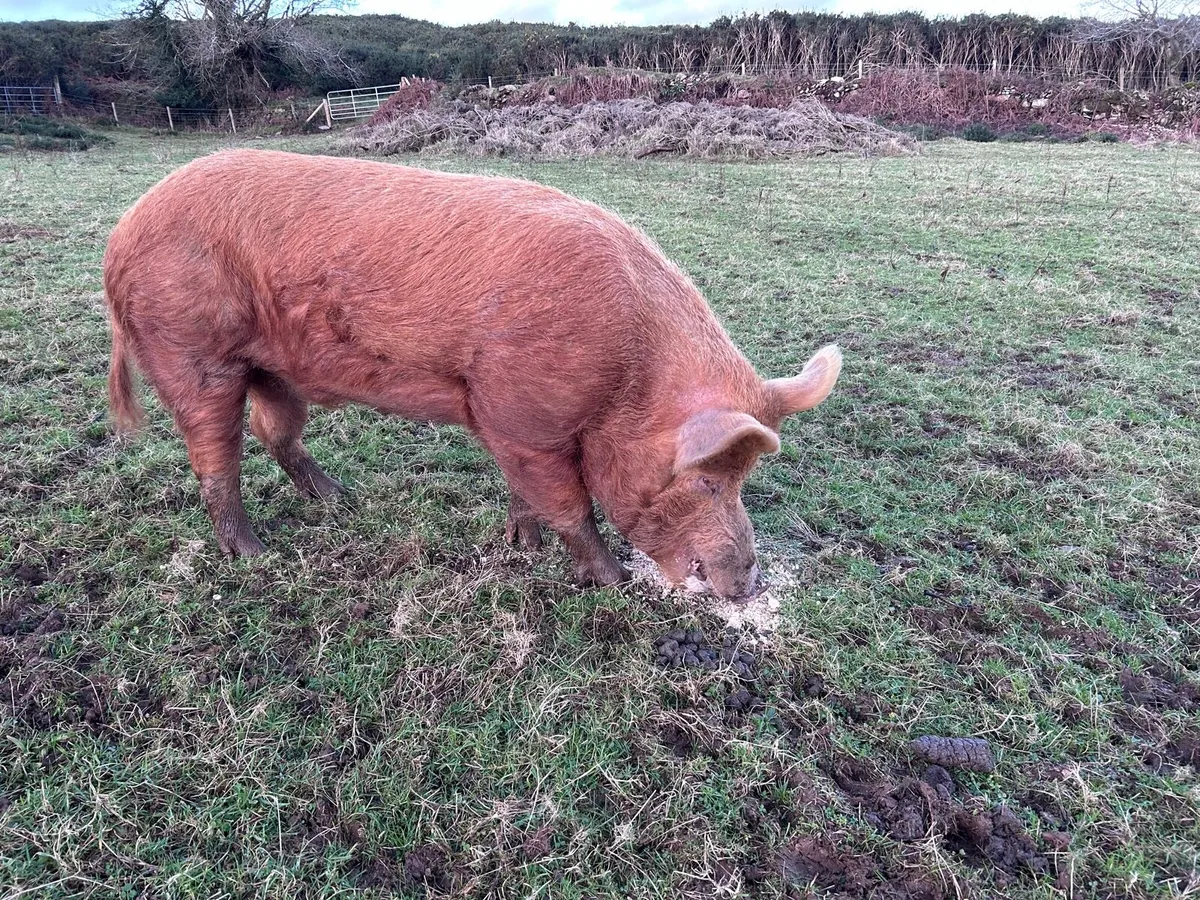 Organic Breeding Tamworth Boar - Image 3