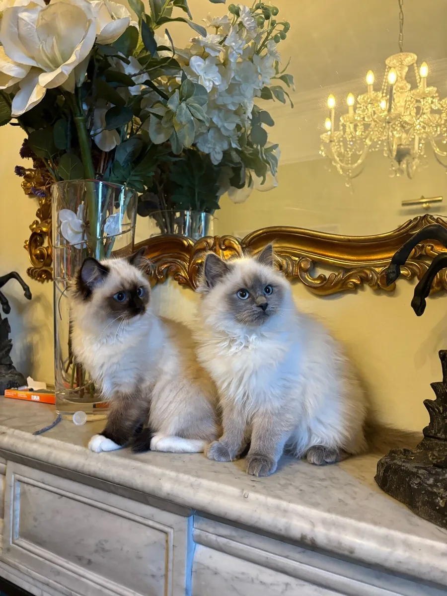 Ragdoll Kittens - brother and sister - Image 3