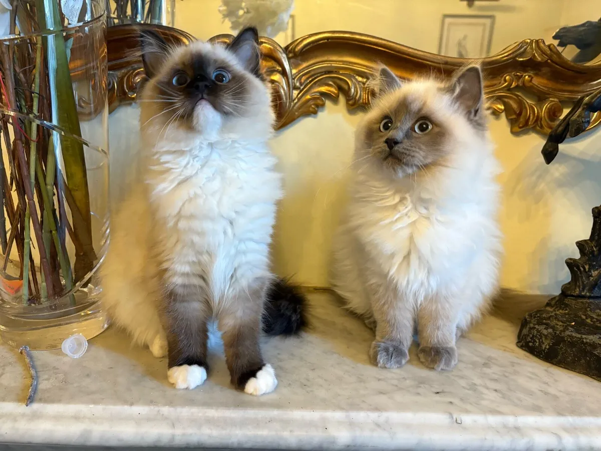 Ragdoll Kittens - brother and sister - Image 1