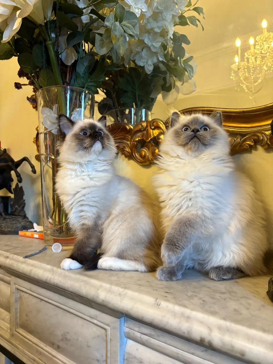 Ragdoll Kittens - brother and sister - Image 2