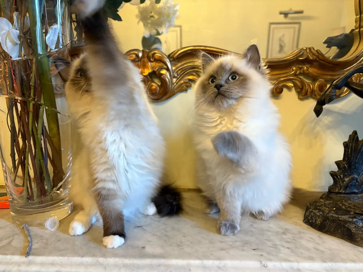Ragdoll Kittens - brother and sister - Image 4