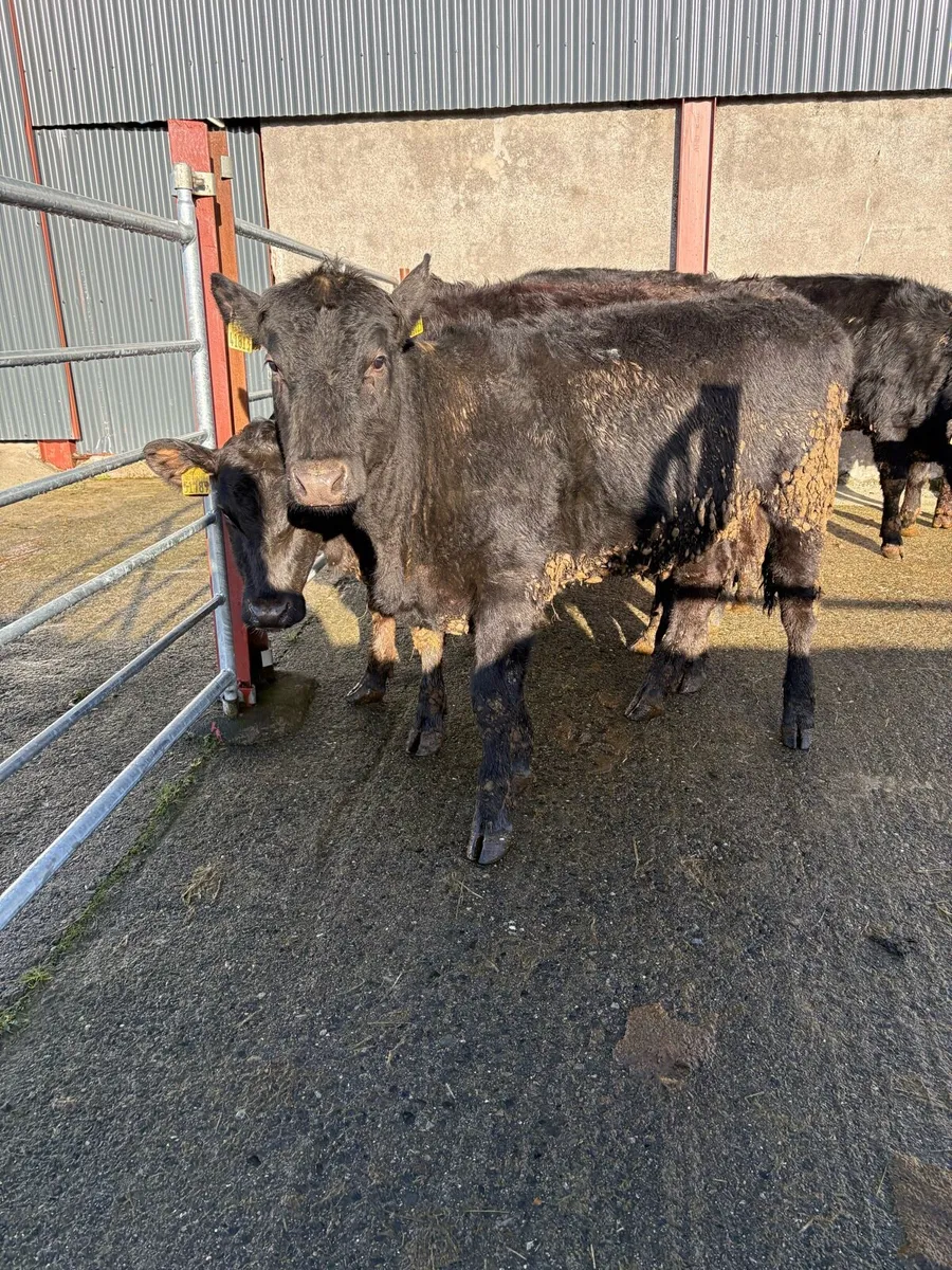8 Angus heifers  270kgs - Image 1