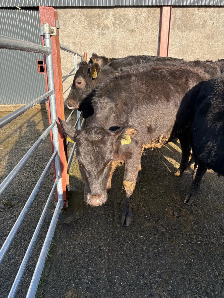8 Angus heifers  270kgs - Image 2