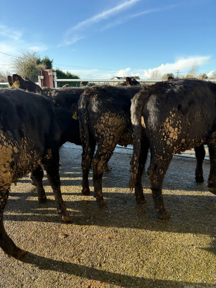 8 Angus heifers  270kgs - Image 3