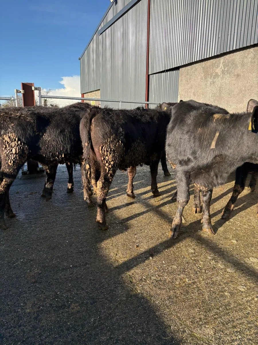 8 Angus heifers  270kgs - Image 4