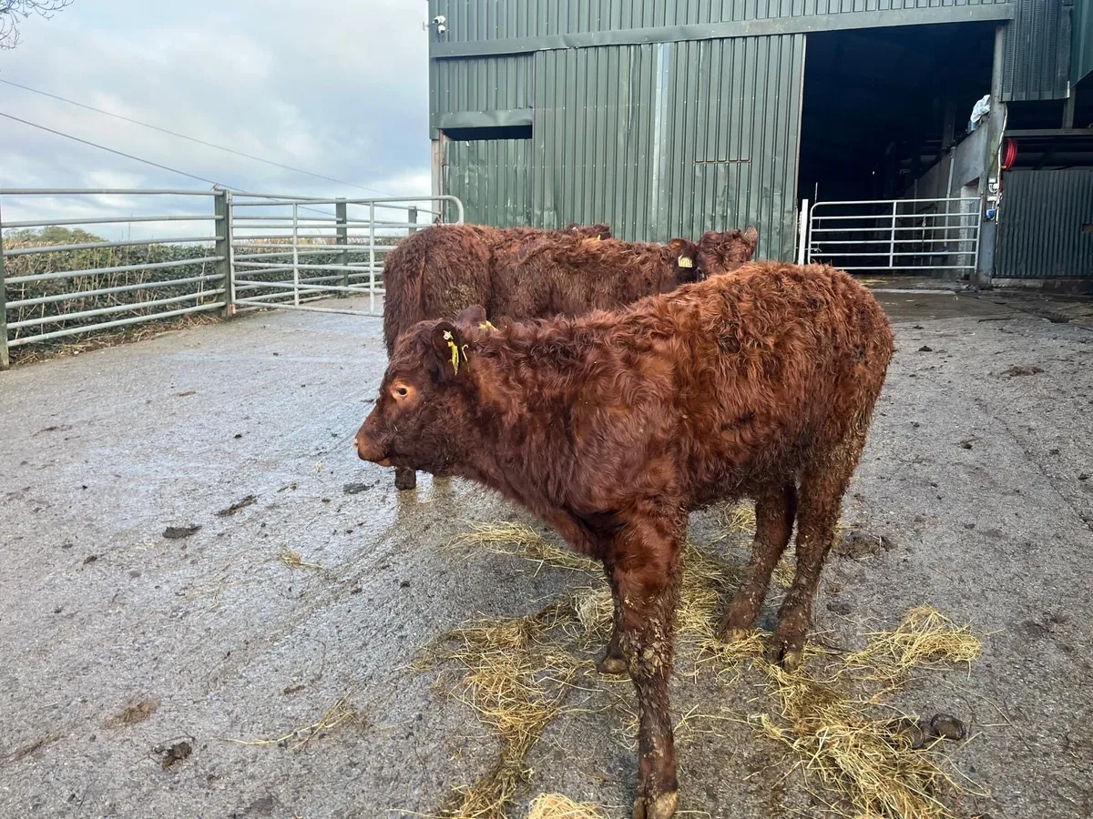 3 super 5 star Saler heifers - Image 4