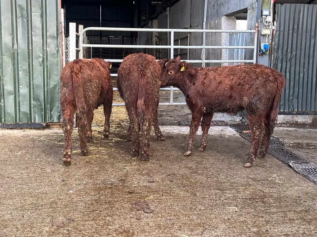3 super 5 star Saler heifers - Image 2