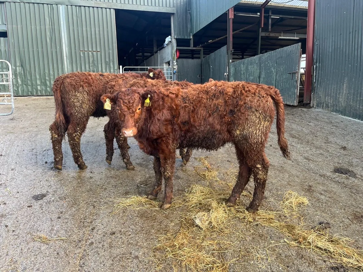 3 super 5 star Saler heifers - Image 3