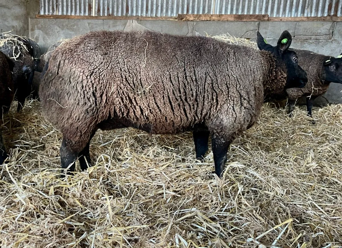 Foster ewe wanted