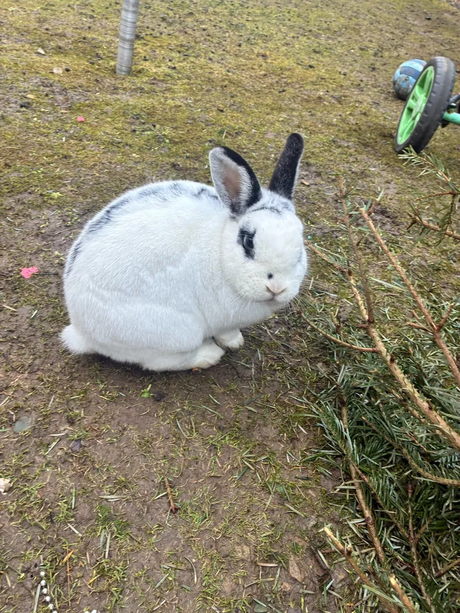 Rabbits free to good home - Image 1