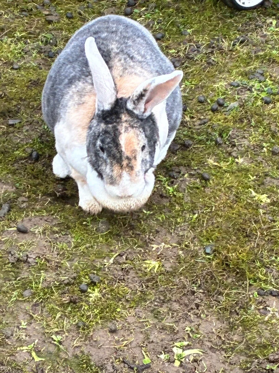 Rabbits free to good home - Image 2