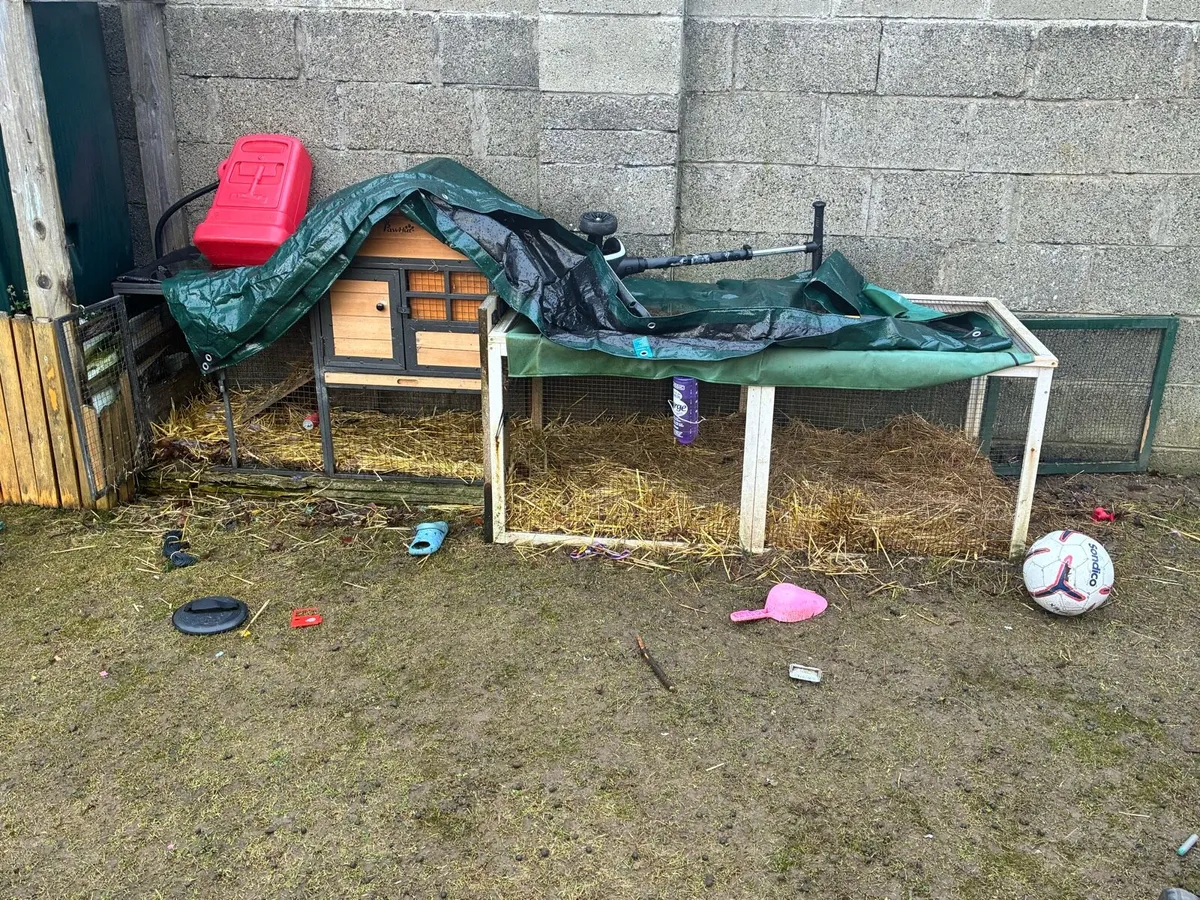 Rabbits free to good home - Image 3