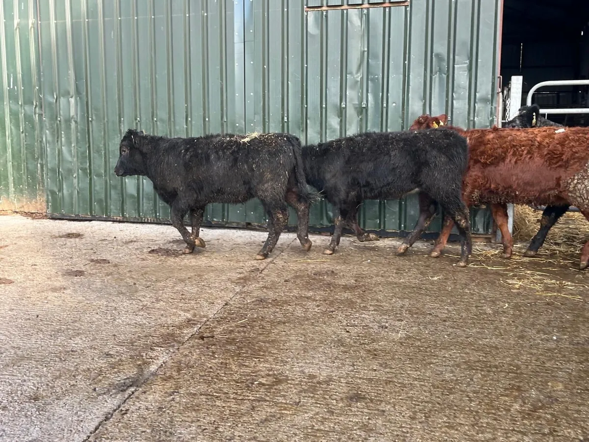 5 suckler bred limosin heifers - Image 3