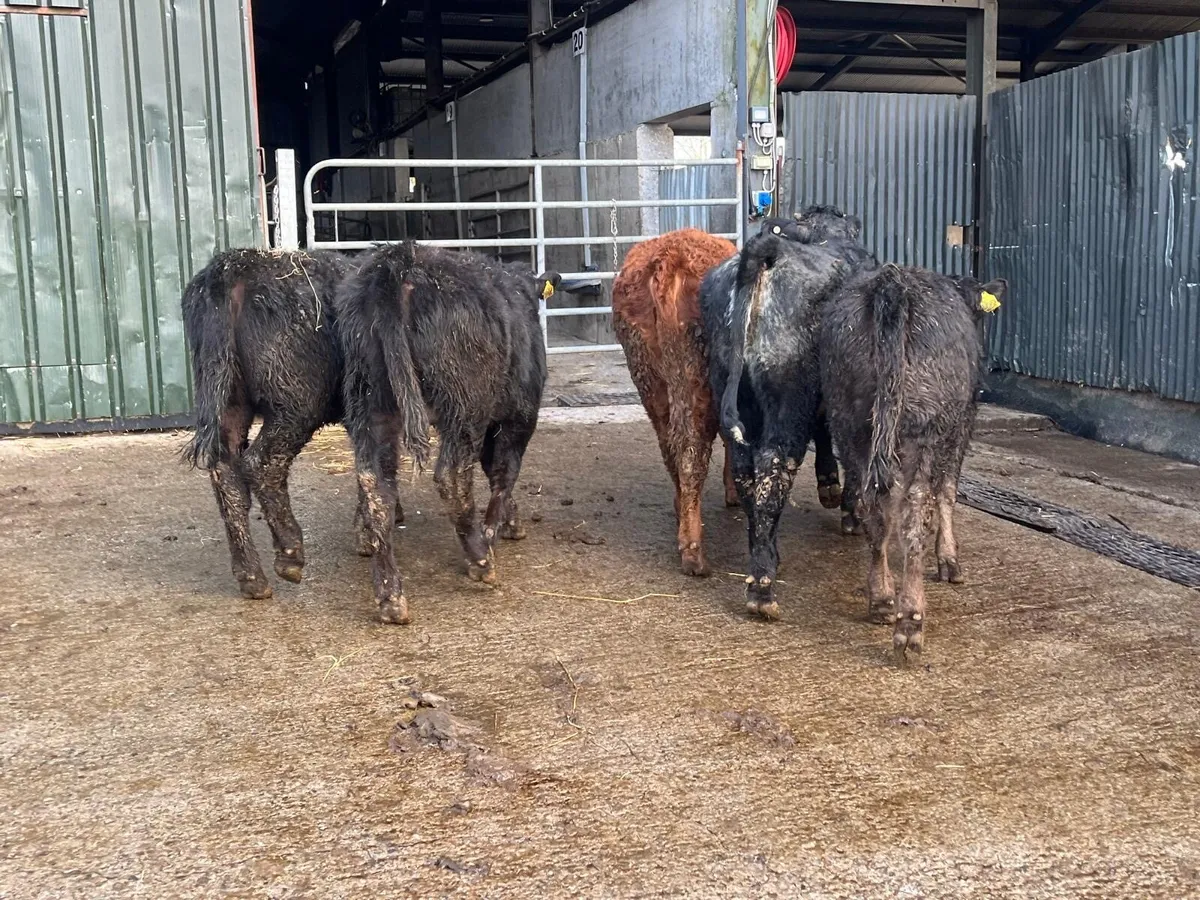 5 suckler bred limosin heifers - Image 2