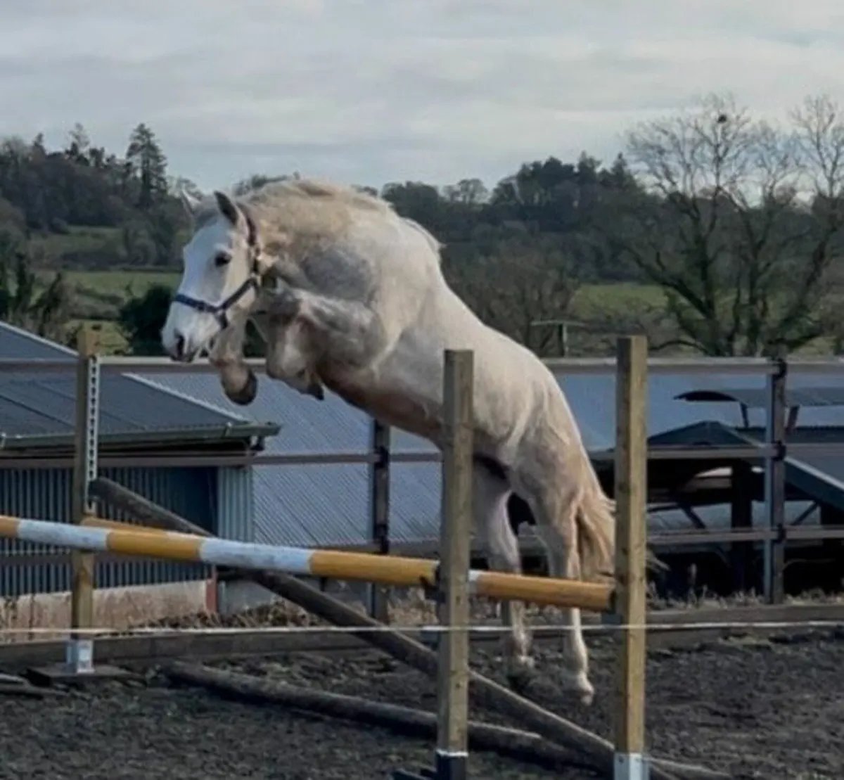 3 Year Old Irish Draught Filly - Image 3