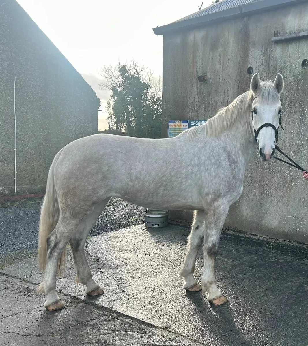 3 Year Old Irish Draught Filly - Image 4