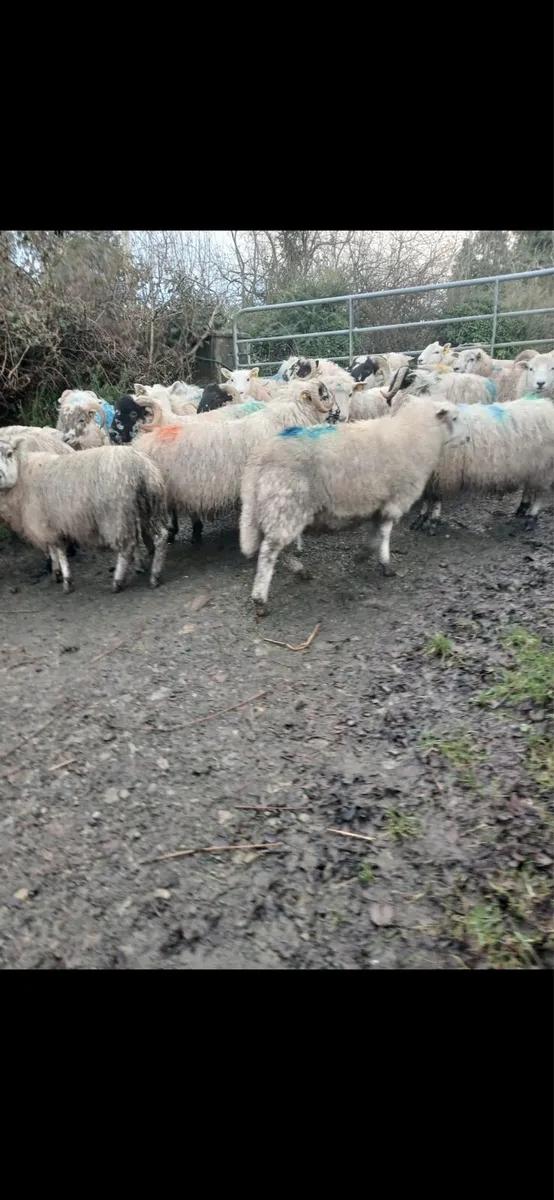 Scotch lambs - Image 3