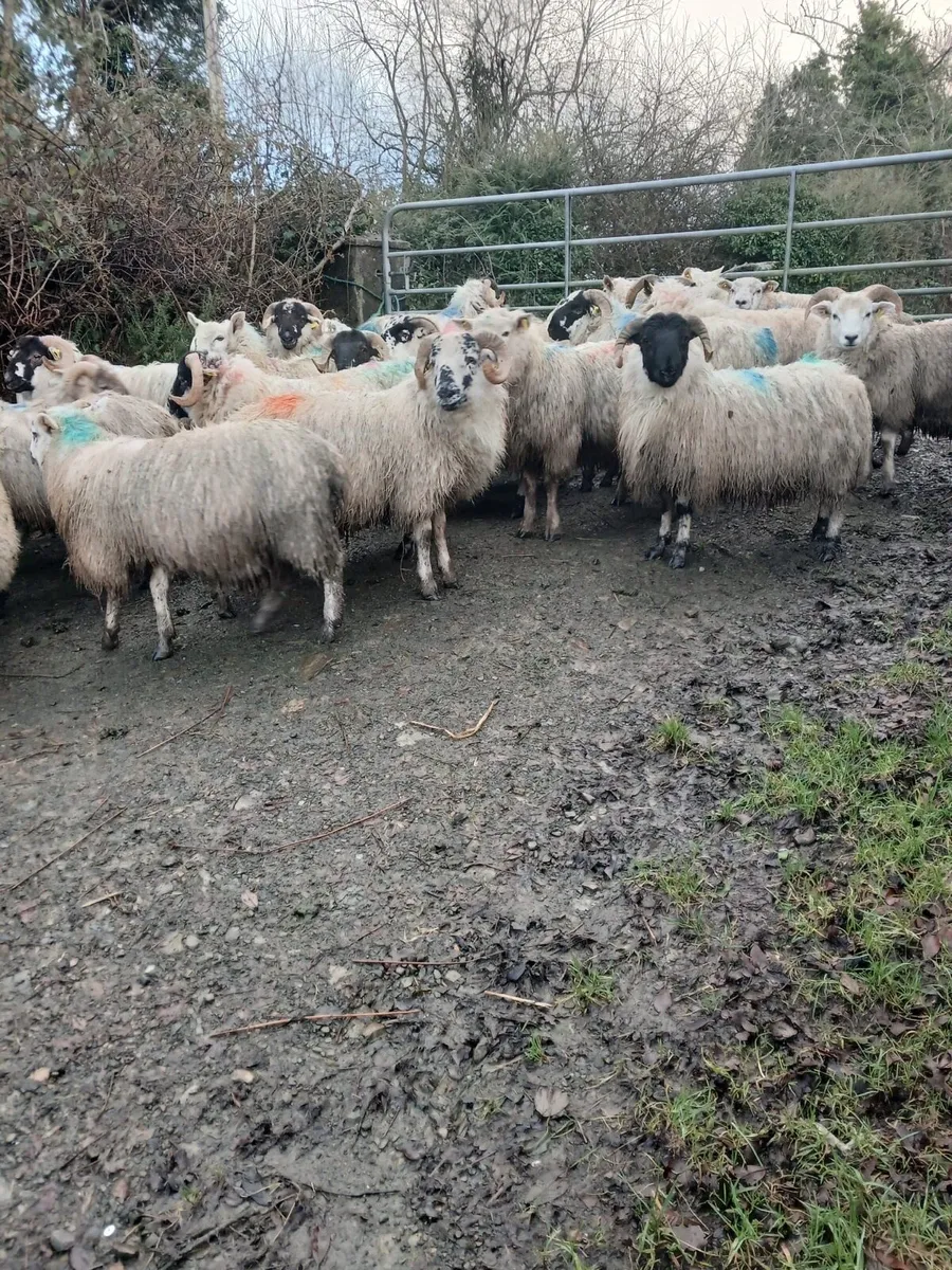 Scotch lambs - Image 4