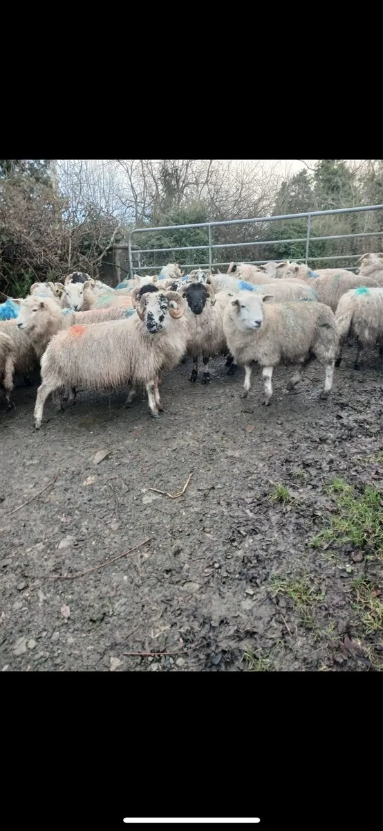 Scotch lambs - Image 1