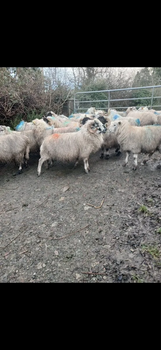 Scotch lambs - Image 2