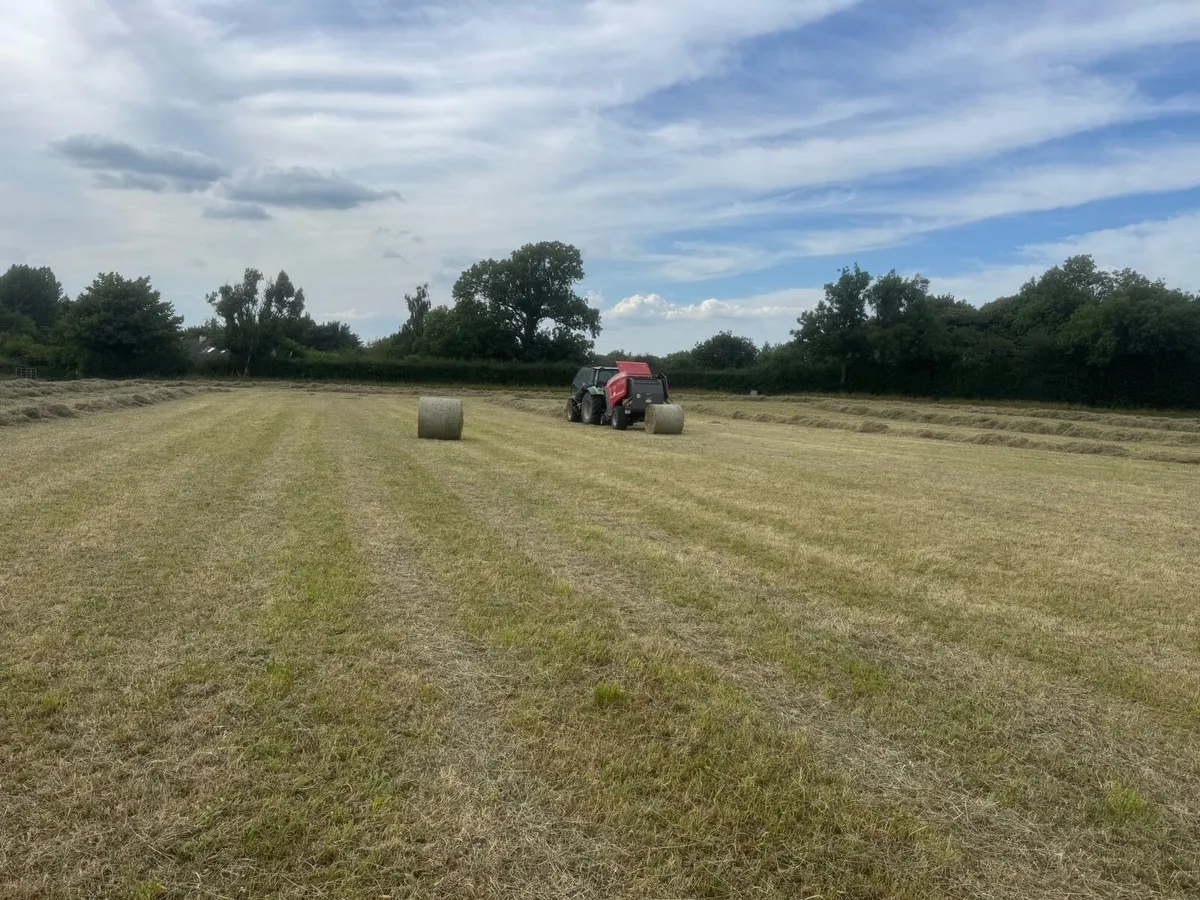 Hay for sale - Image 2