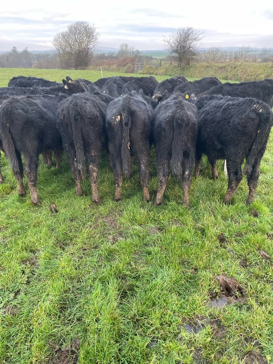 Angus Calves - Image 1