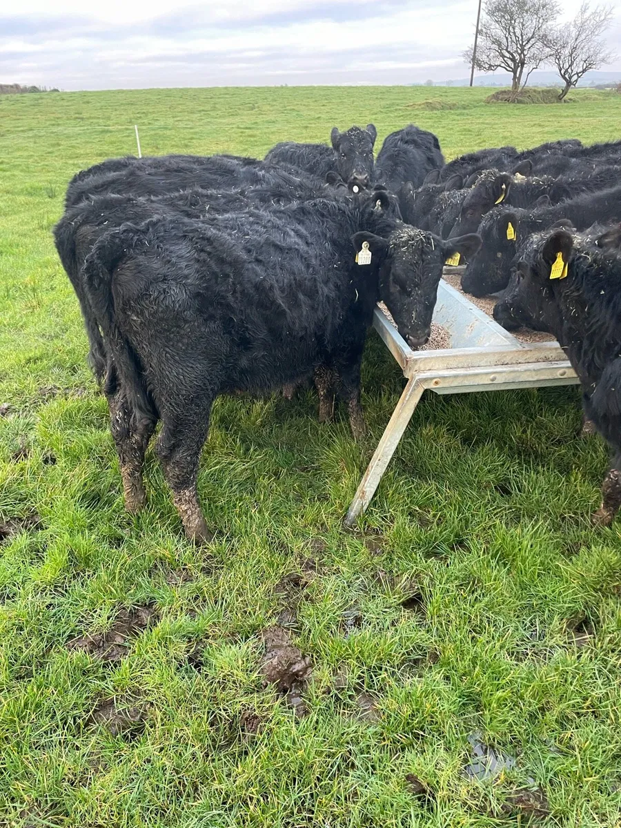 Angus Calves - Image 2