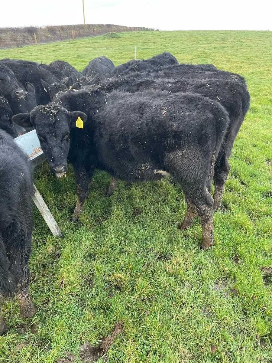 Angus Calves - Image 3