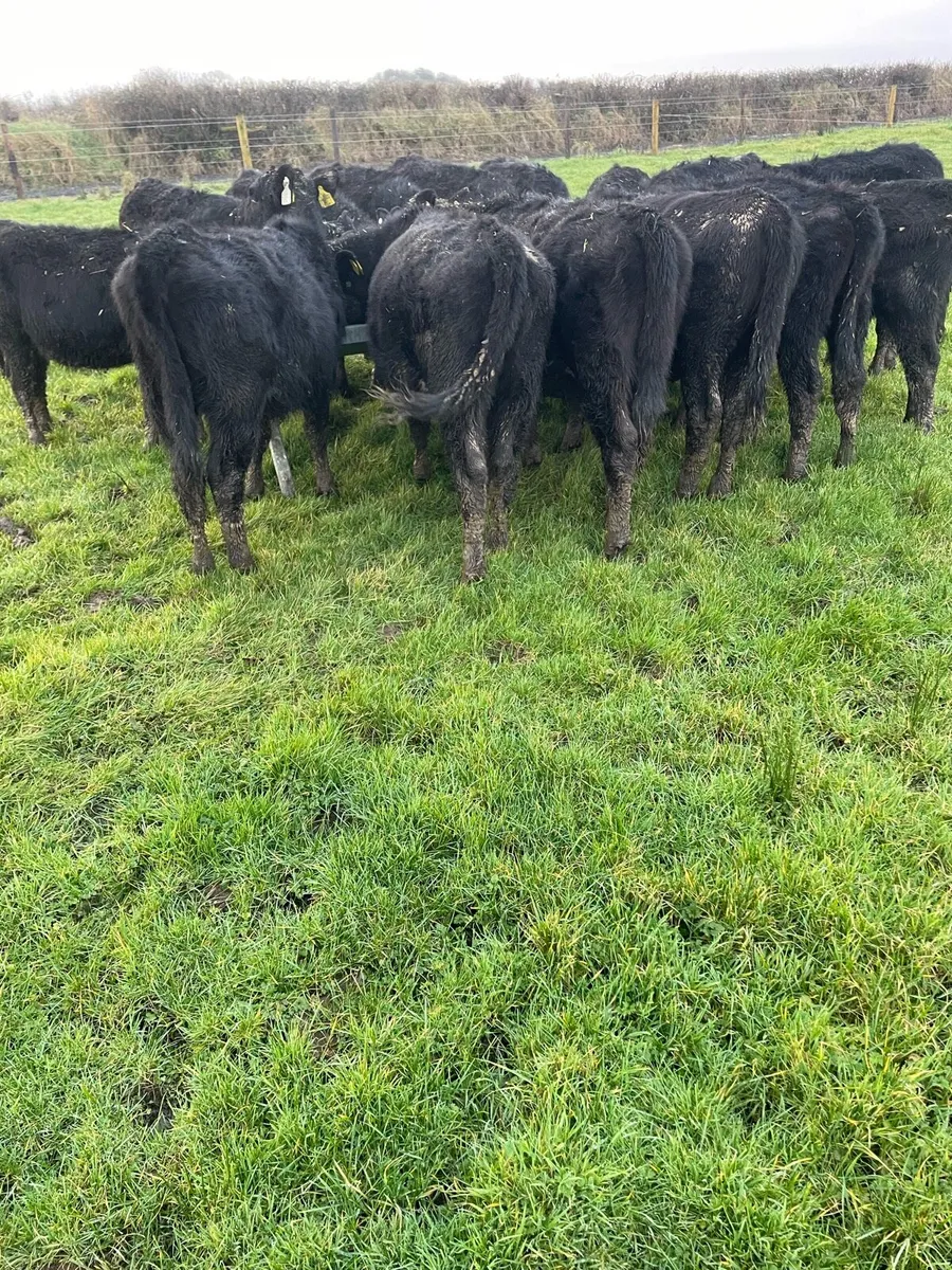 Angus Calves - Image 4