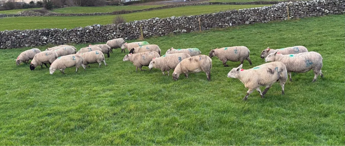 20 in lamb ewes - Image 2