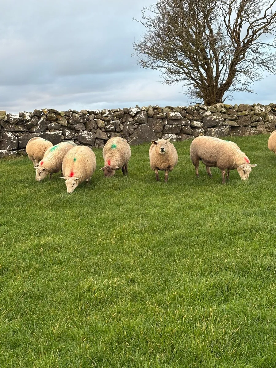 20 in lamb ewes - Image 3