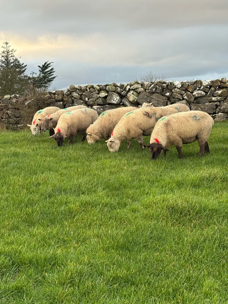 20 in lamb ewes - Image 4